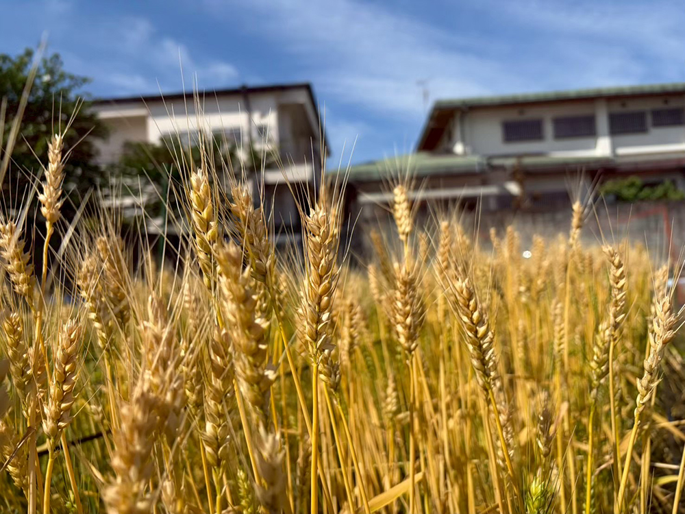 いよいよ小麦の収穫です！！