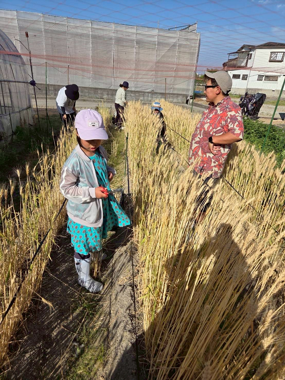 いよいよ小麦の収穫です！！