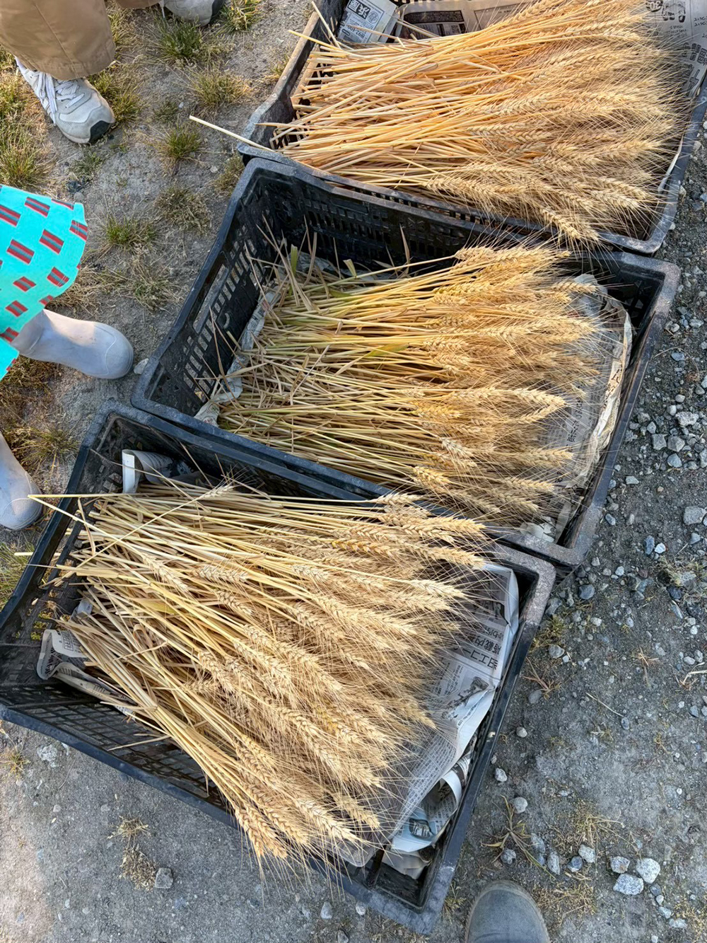 いよいよ小麦の収穫です！！