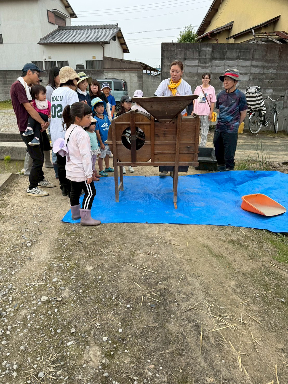 人生初めての、小麦脱穀!