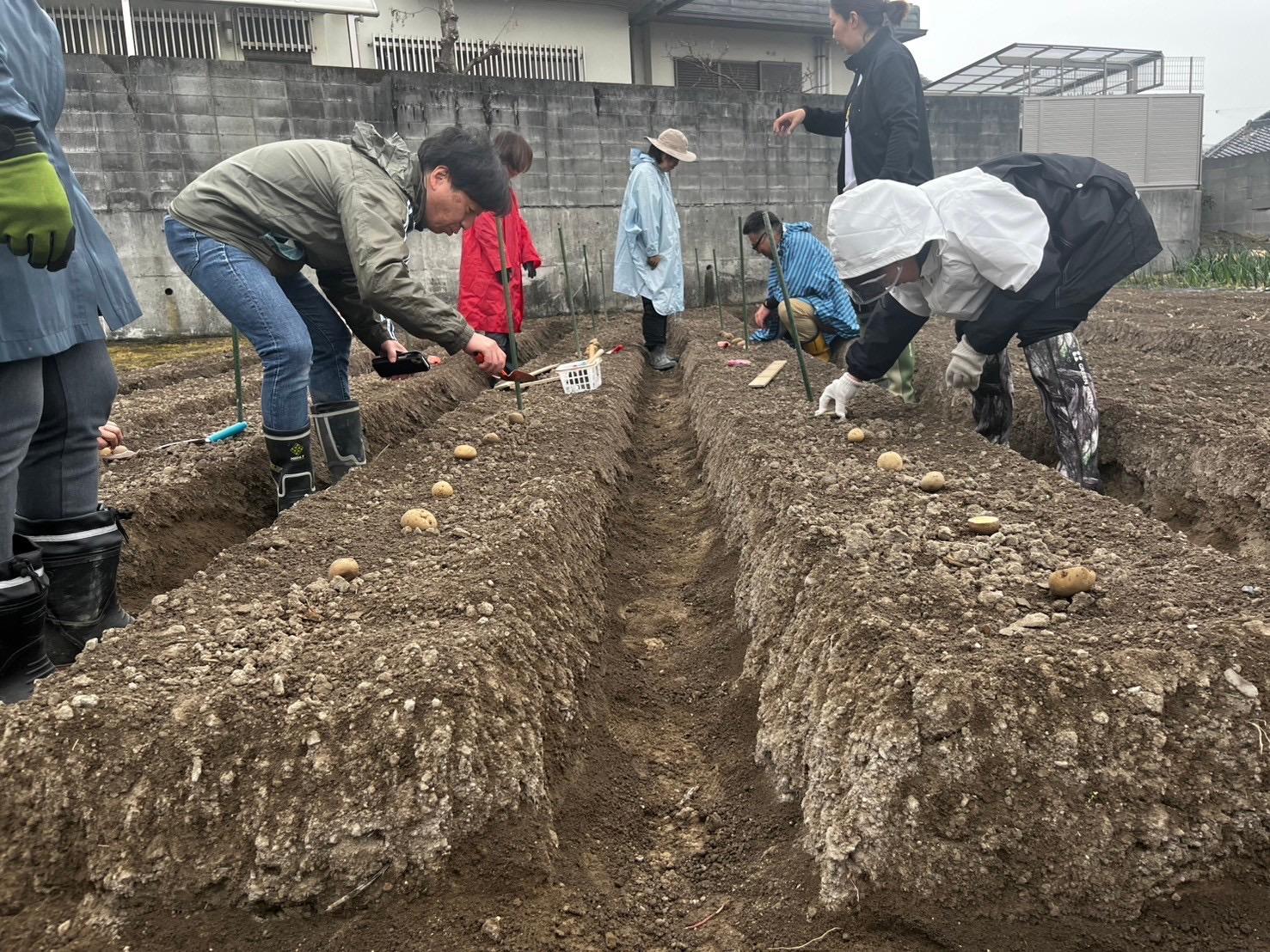 畑入門コース「ポテト部」じゃがいもの植え付けをしました！