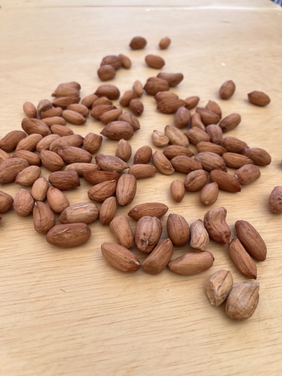 畑入門コース「CLUB PEANUT」開幕！！